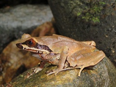 Xenophrys