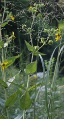 Silphium integrifolium