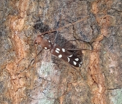 Clytocera chionospila