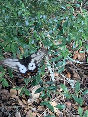Papilio anactus
