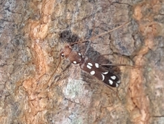 Clytocera chionospila