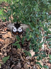 Papilio anactus