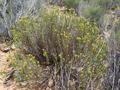 Helichrysum hamulosum