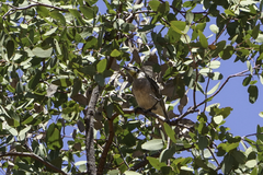 Philemon citreogularis