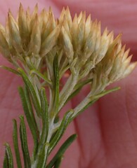 Helichrysum hamulosum
