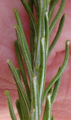 Helichrysum hamulosum