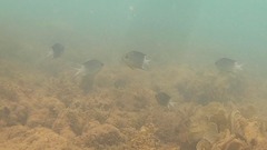 Acanthochromis polyacanthus