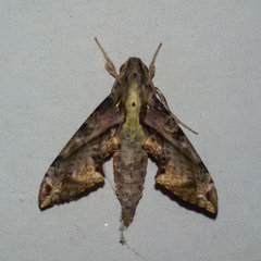 Eupanacra mydon