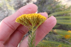 Athanasia vestita