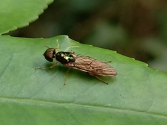 Sarginae