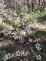 Leptospermum continentale