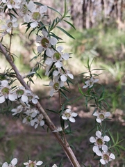 Leptospermum continentale