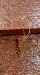 Austrolimnophila crassipes
