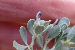Psoralea velutina