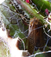 Prionoplus reticularis