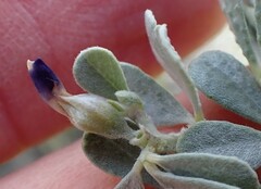 Psoralea velutina