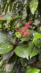Odontonema cuspidatum