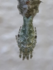 Allocyclosa bifurca