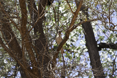 Philemon citreogularis