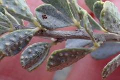 Psoralea velutina