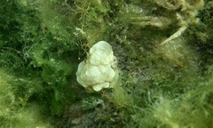 Phallusia mammillata