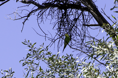 Melopsittacus undulatus