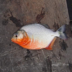 Pygocentrus nattereri