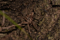 Heteropoda