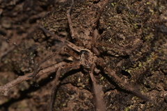 Heteropoda