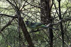 Barnardius zonarius barnardi