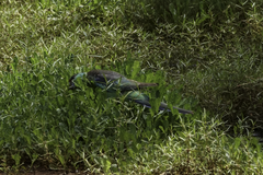 Barnardius zonarius barnardi