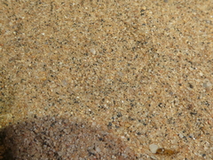 Myrmecocystus testaceus