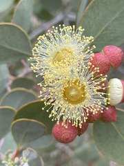 Eucalyptus minniritchi