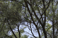 Barnardius zonarius barnardi