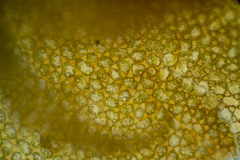 Mesoptychia heterocolpos