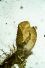 Mesoptychia heterocolpos