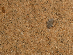 Myrmecocystus testaceus