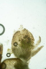 Mesoptychia heterocolpos