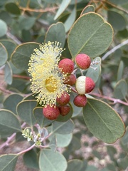 Eucalyptus minniritchi