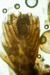 Mesoptychia heterocolpos