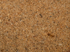 Myrmecocystus testaceus