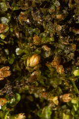 Mesoptychia heterocolpos