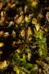 Mesoptychia heterocolpos