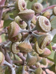Eucalyptus minniritchi