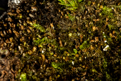 Mesoptychia heterocolpos