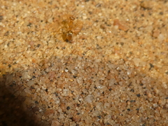 Myrmecocystus testaceus