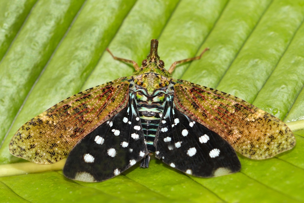 Diareusa imitatrix