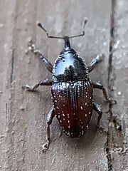 Apinocis blanditus