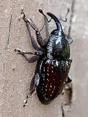 Apinocis blanditus