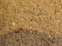 Myrmecocystus testaceus